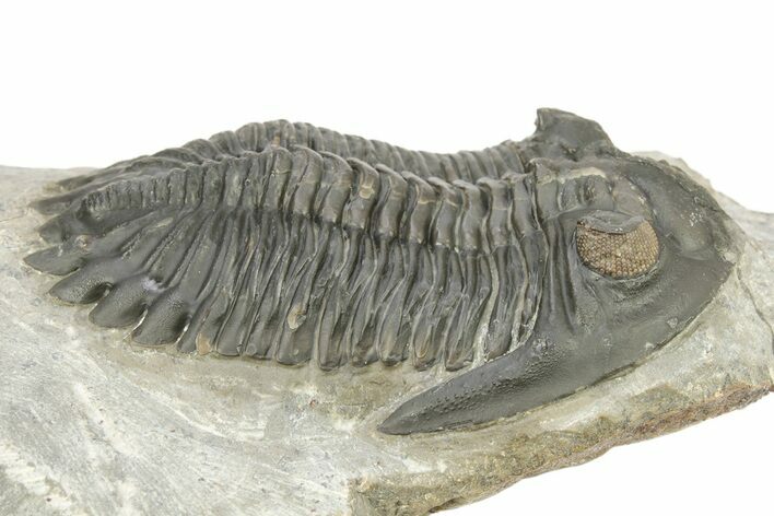 Hollardops Trilobite Fossil - Ofaten, Morocco #273378